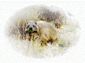 Rock Hyrax