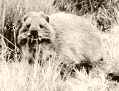 Hyrax