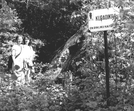 kivi